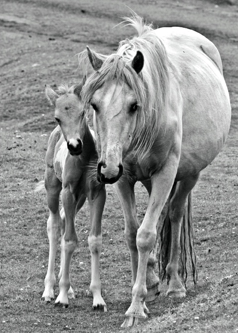 Mare and foal, revised version