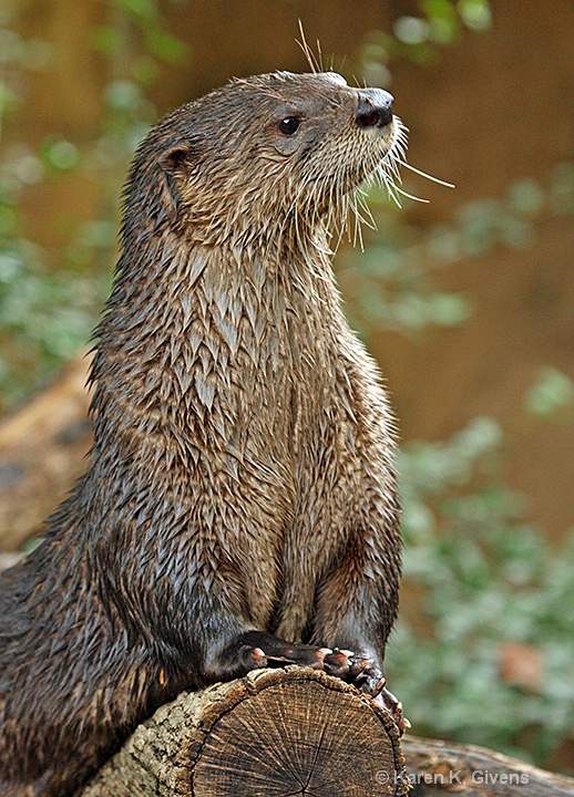 River Otter