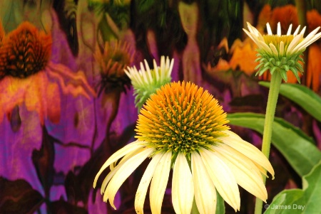 Cone flower reflections