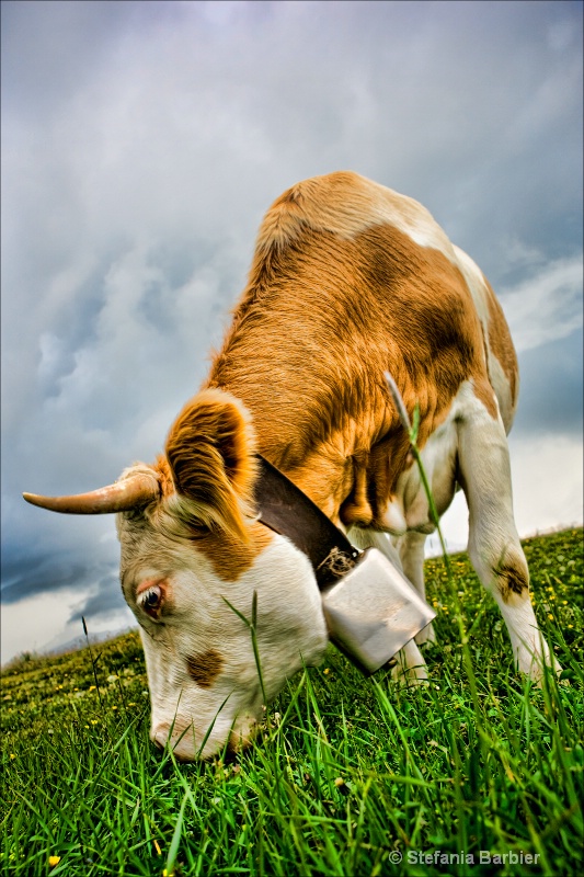just a cow - ID: 7187568 © Stefania Barbier