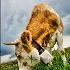2just a cow - ID: 7187568 © Stefania Barbier