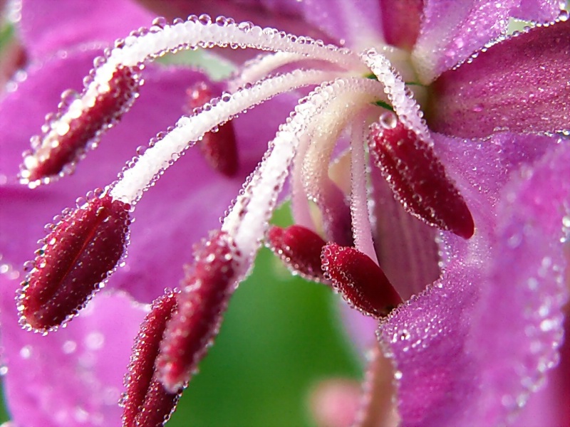 Dew On Stamens