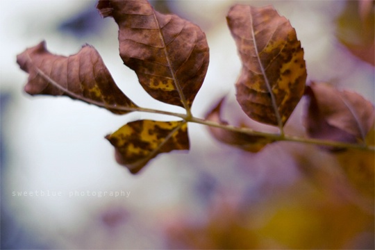 autumn tones