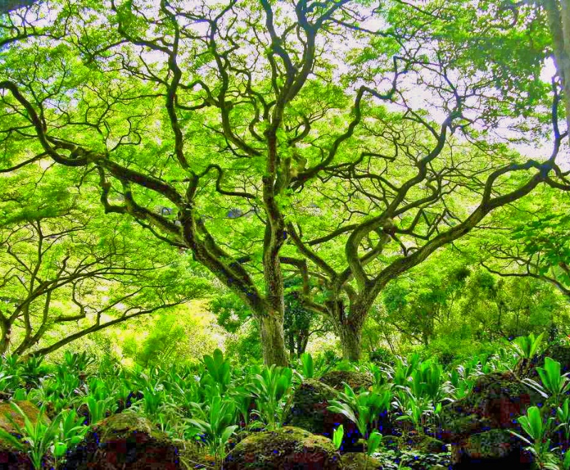 Shades of Green - Hawaii 2007