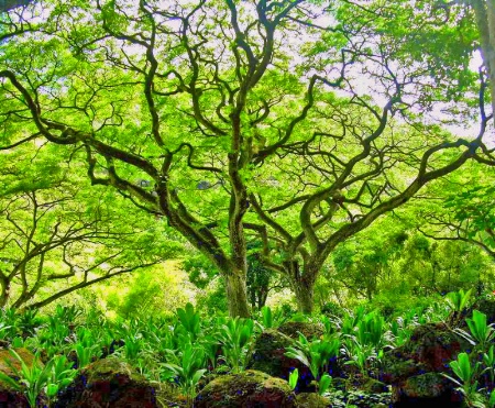 Shades of Green - Hawaii 2007