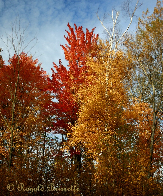 Fall color in Michigan