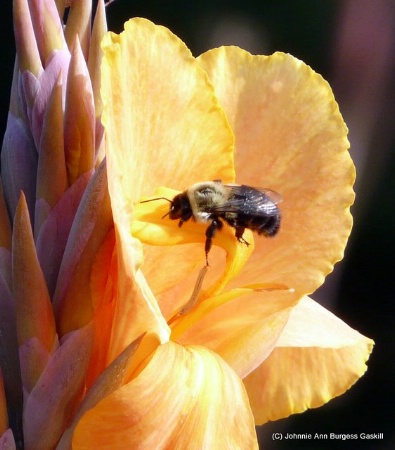 Bee on Canna Bloom--different crop