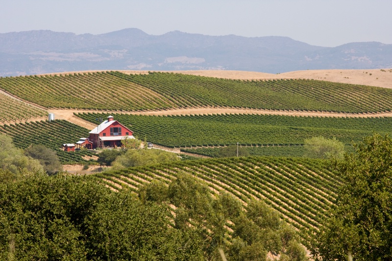 Red Barn in Vineyards