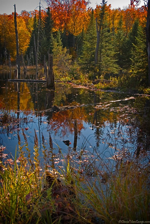 Hidden Beaver Pond