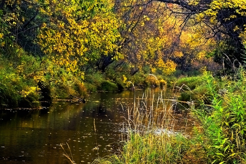 Lake in the Woods