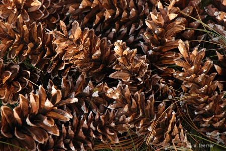 Golden Pinecones