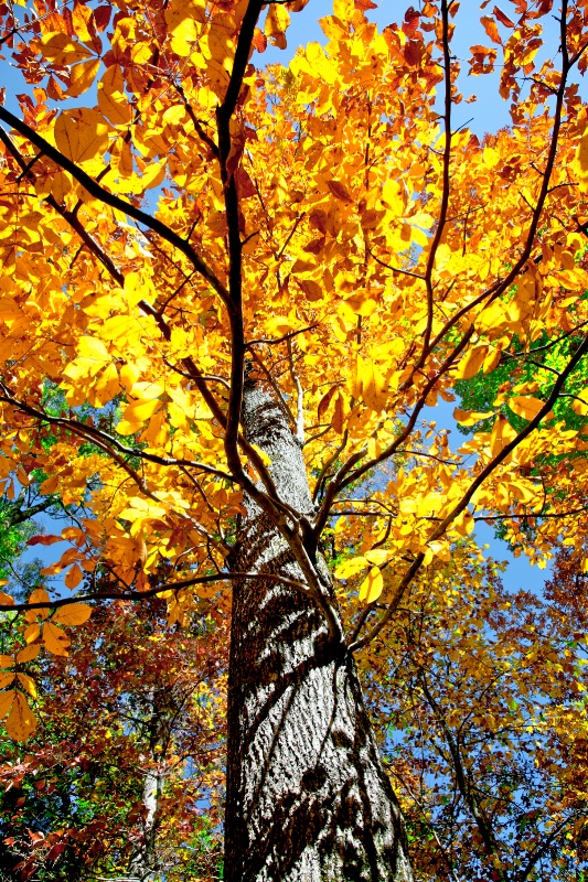 Tree of fall Colors