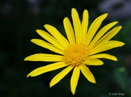 Yellow Flower, Morning Light