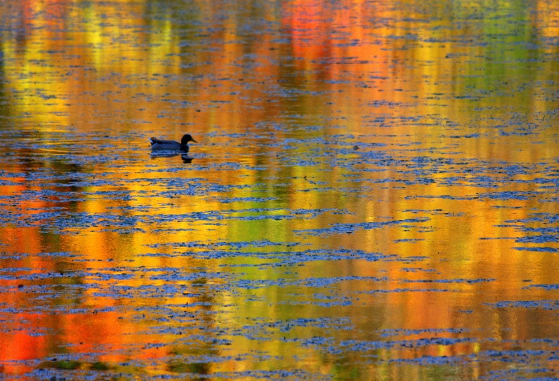 MT10-08 Autumn Duckedelic