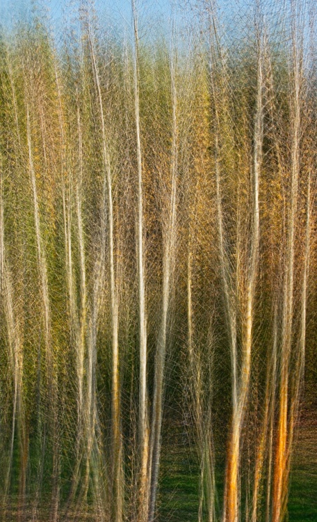 Multiple autumn birches