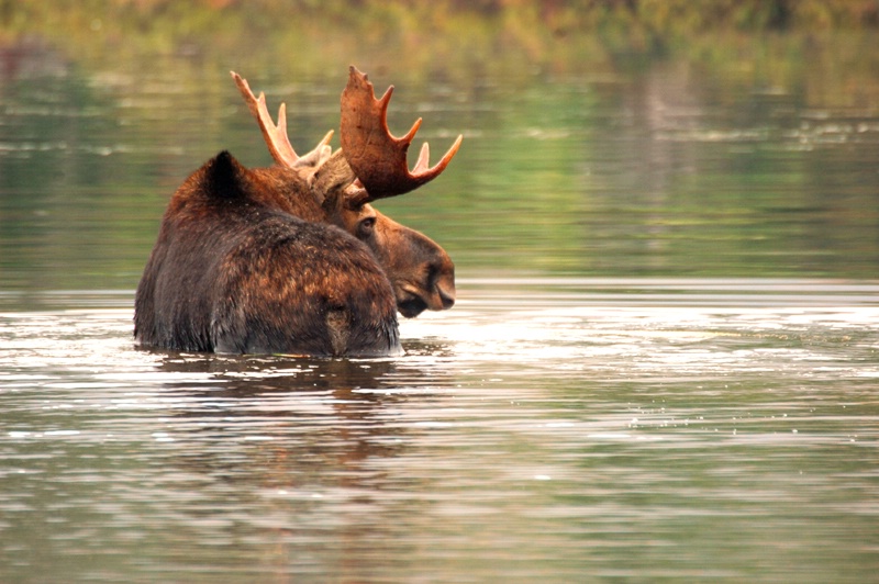 Bull Moose Looking Across Pond