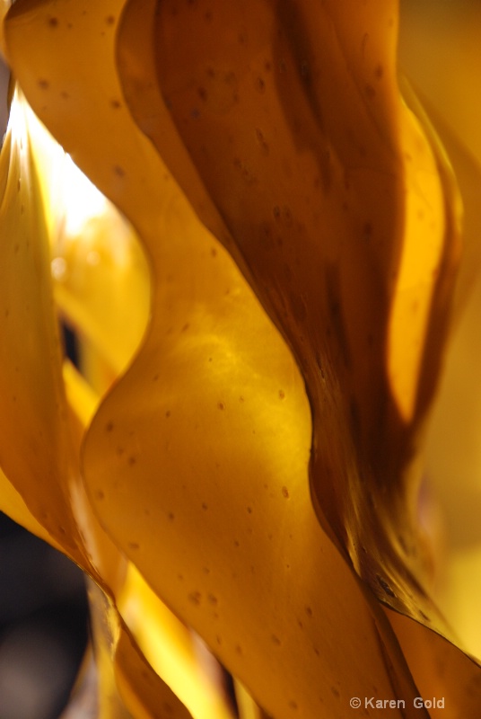 Natures Abstract - ID: 7222993 © Karen E. Gold