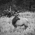 © Greg McCroskery PhotoID# 7223653: Ever Alert