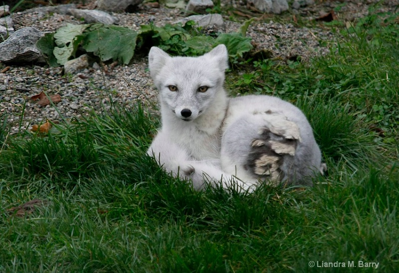 Shedding fox - ID: 7223948 © Liandra Barry 