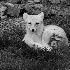 2Shedding fox - ID: 7223948 © Liandra Barry 