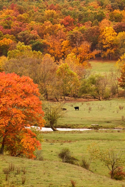 Fall Country Scene - 2