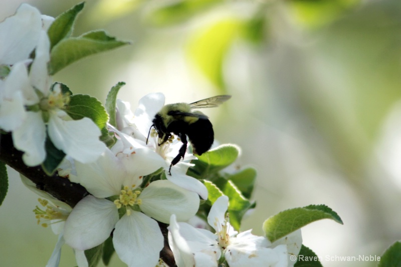 Bumble Bee - ID: 7229853 © Raven Schwan-Noble