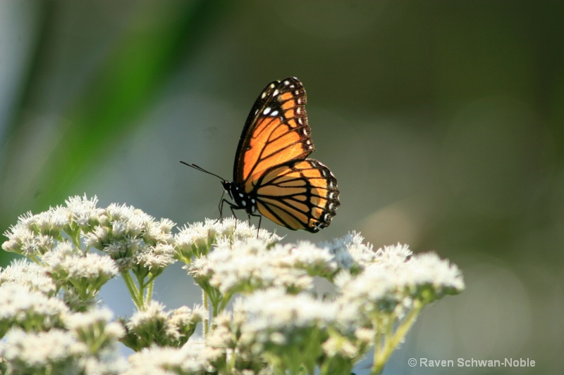 Monarch2 - ID: 7229855 © Raven Schwan-Noble