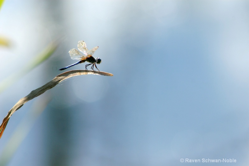 Dragonfly - ID: 7229858 © Raven Schwan-Noble