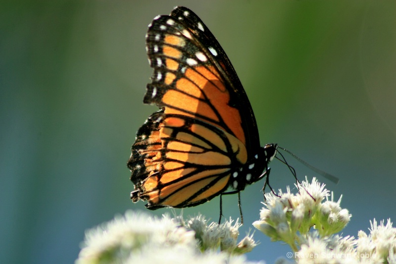 Monarch - ID: 7229861 © Raven Schwan-Noble