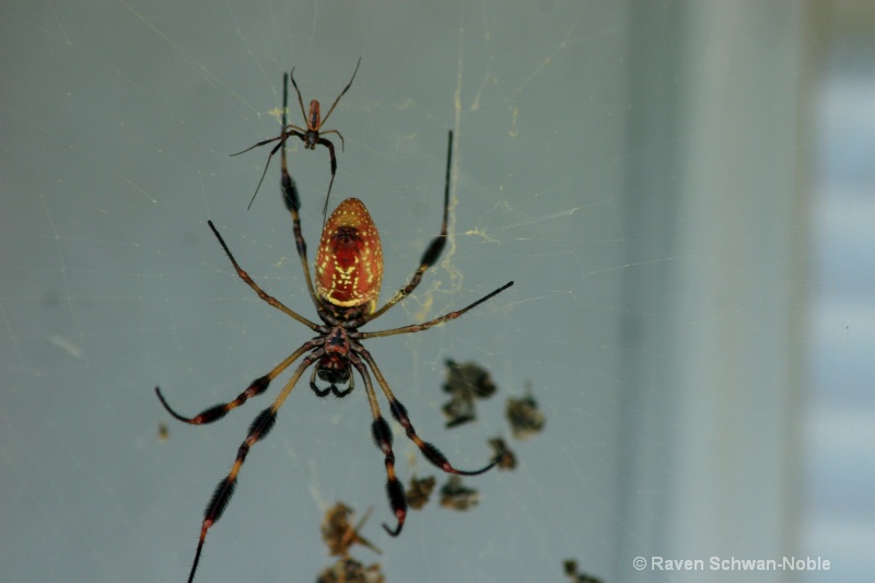 Golden Silk Spider - ID: 7229863 © Raven Schwan-Noble