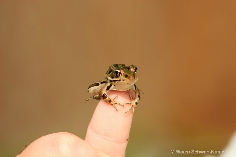 Tree Frog - ID: 7229865 © Raven Schwan-Noble