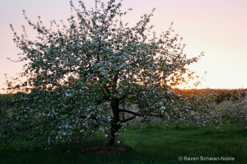 Apple Blossom Sunset - ID: 7230021 © Raven Schwan-Noble