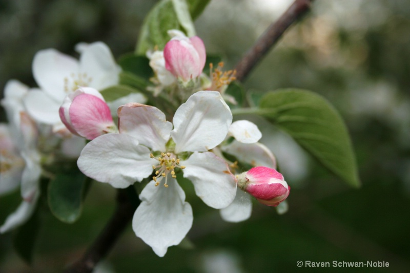 Apple Blossoms - ID: 7230029 © Raven Schwan-Noble