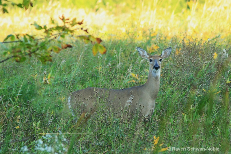 Vermont Deer - ID: 7230088 © Raven Schwan-Noble