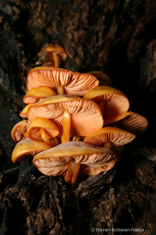 Mushrooms - ID: 7230182 © Raven Schwan-Noble