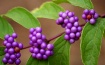 Beauty Berries