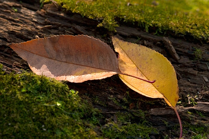 Leaves on Mossy Log
