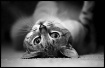 feline antics