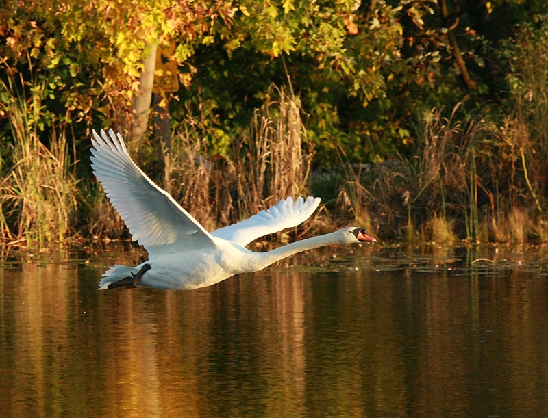 Cruisin'  Swan