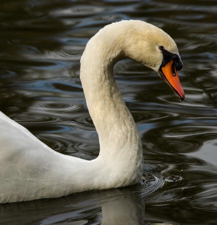 Swan Portrait