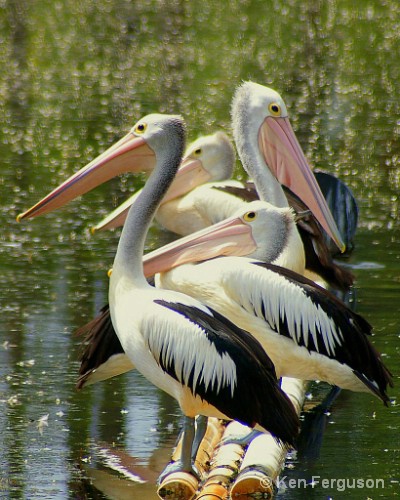 Pelican Profundity