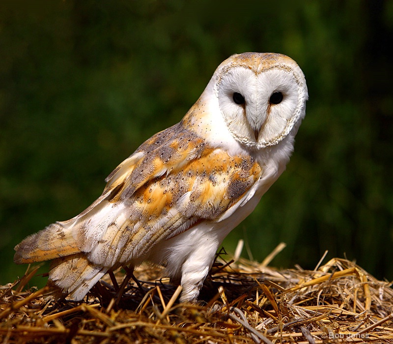 Female Barn Owl