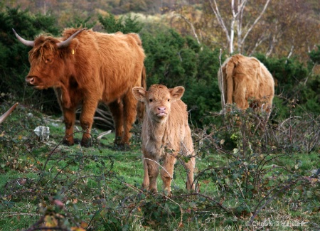 Cute Highland cattle