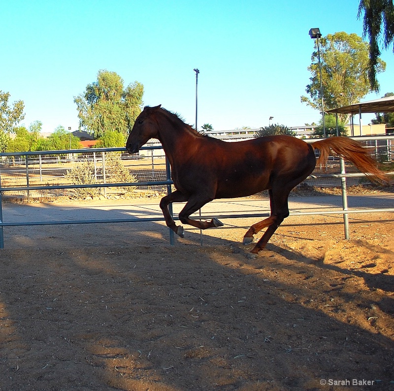 horse running