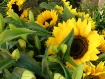 Sunshine for Sale...