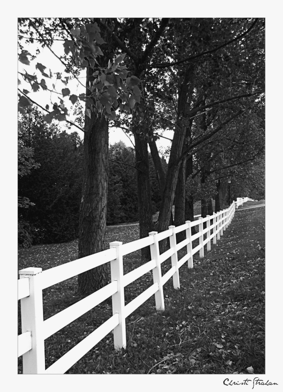  the white fence