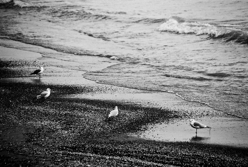 sea gulls on beach
