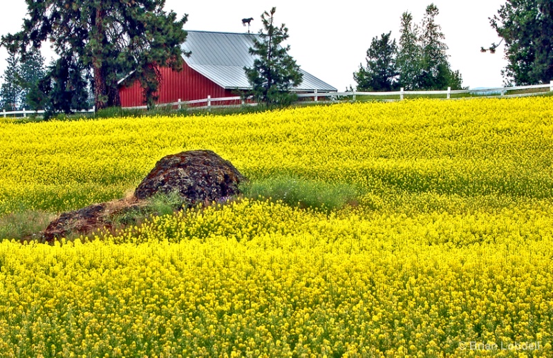 Canola Field & Barn