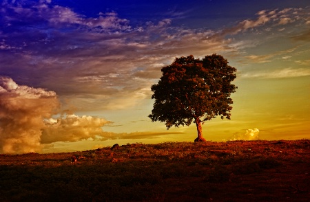 a tree on the hill