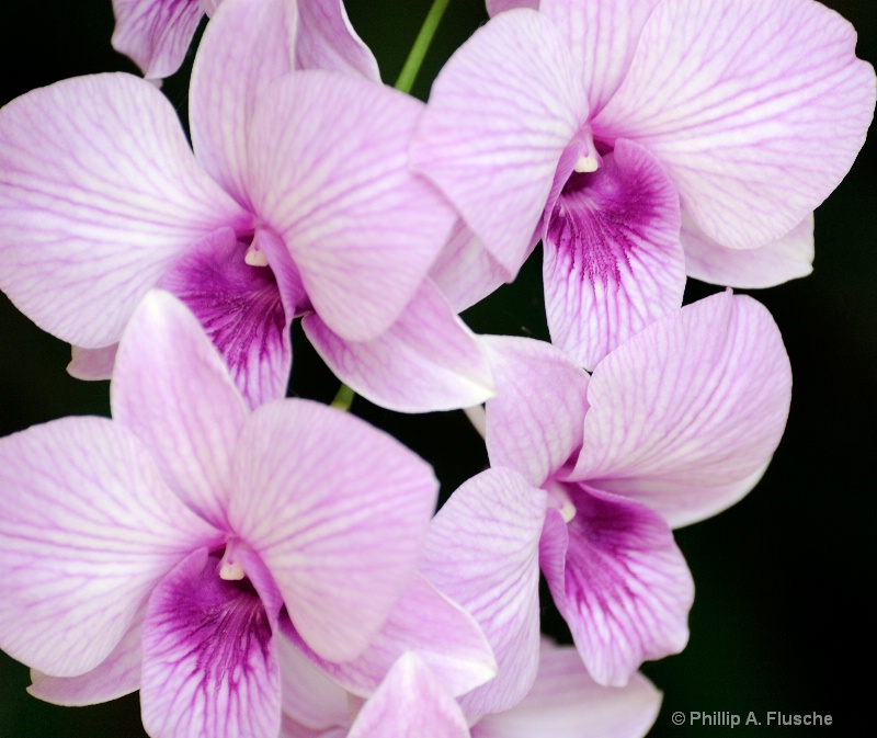 Pink Orchid Grouping